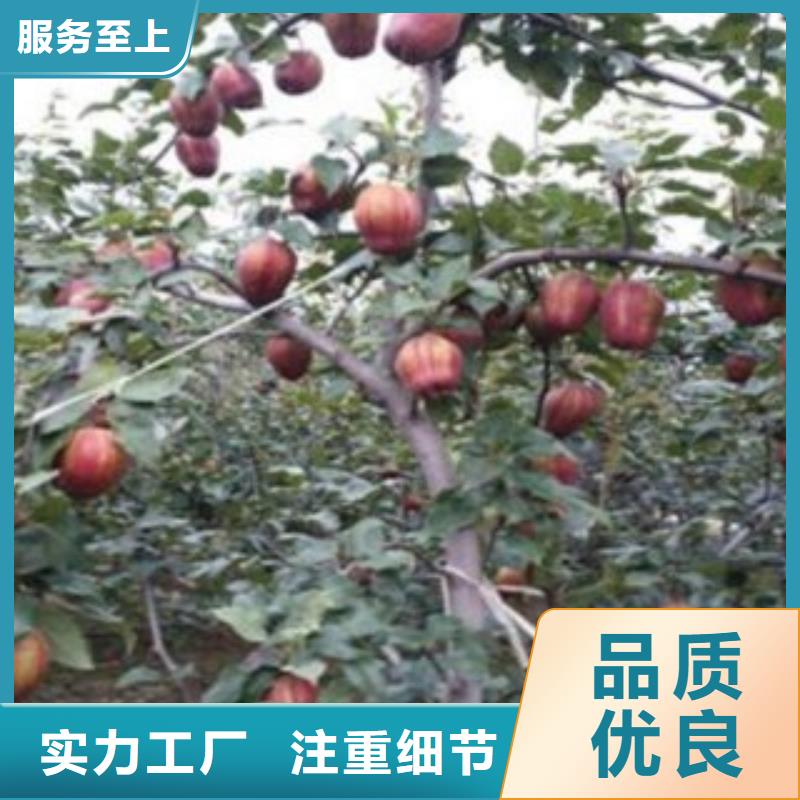 梨树苗葡萄苗按需定制一站式供应