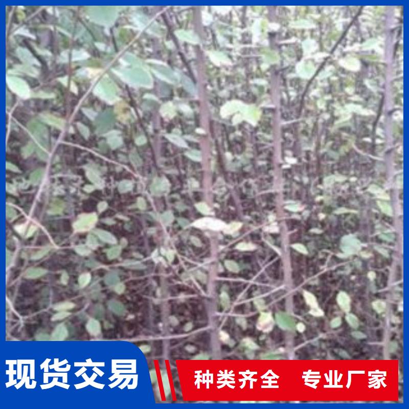 拉萨梨树苗核桃苗质优价保