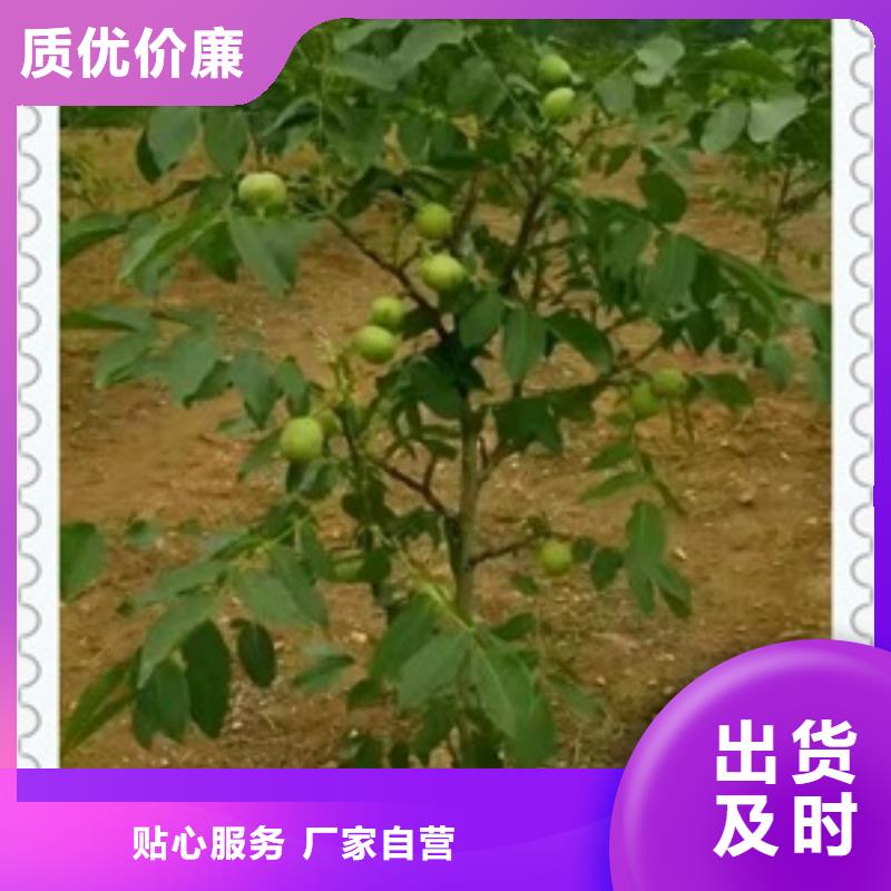 核桃苗-花椒苗工厂价格附近公司