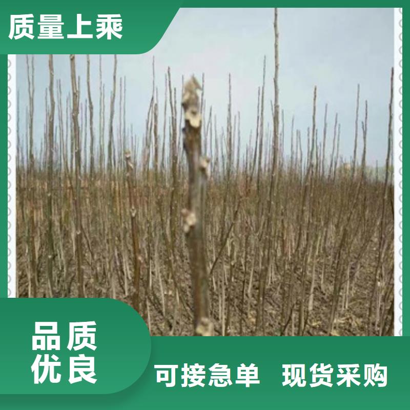 廊坊核桃苗,桃树苗厂家定制