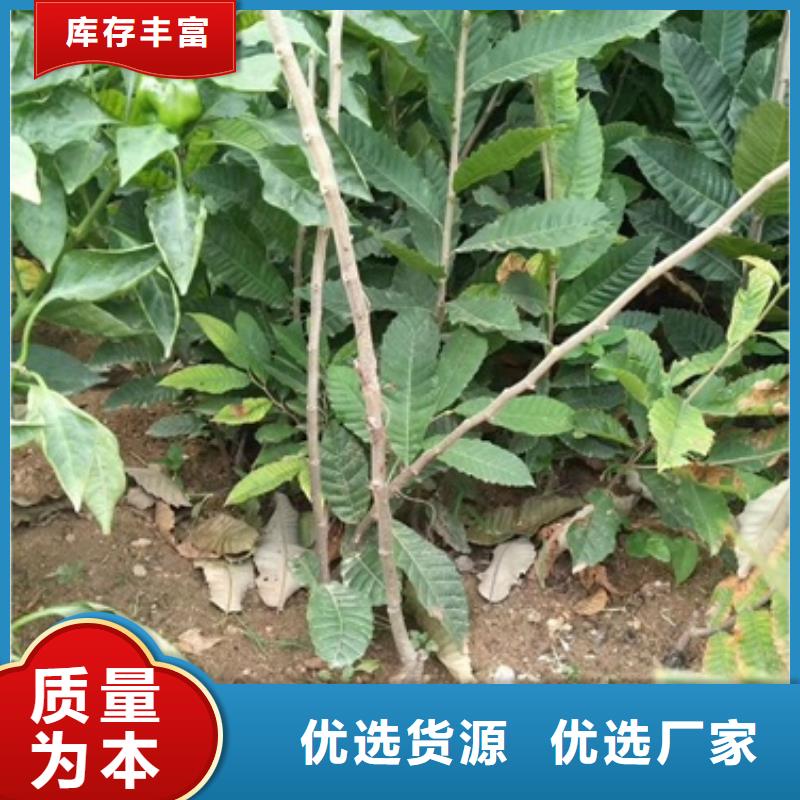板栗苗桃树苗厂家直营本市公司