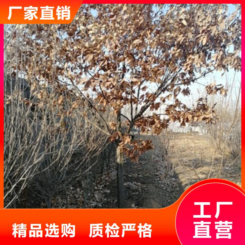 【板栗苗蓝莓苗品质卓越】放心选购