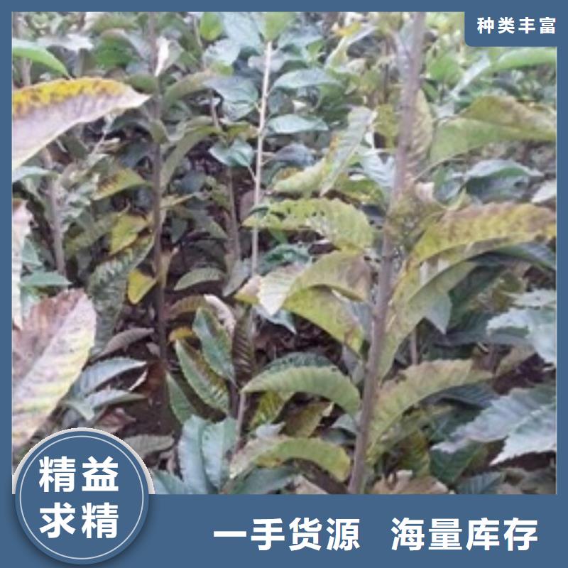 贺州板栗苗-梨树苗多种优势放心选择