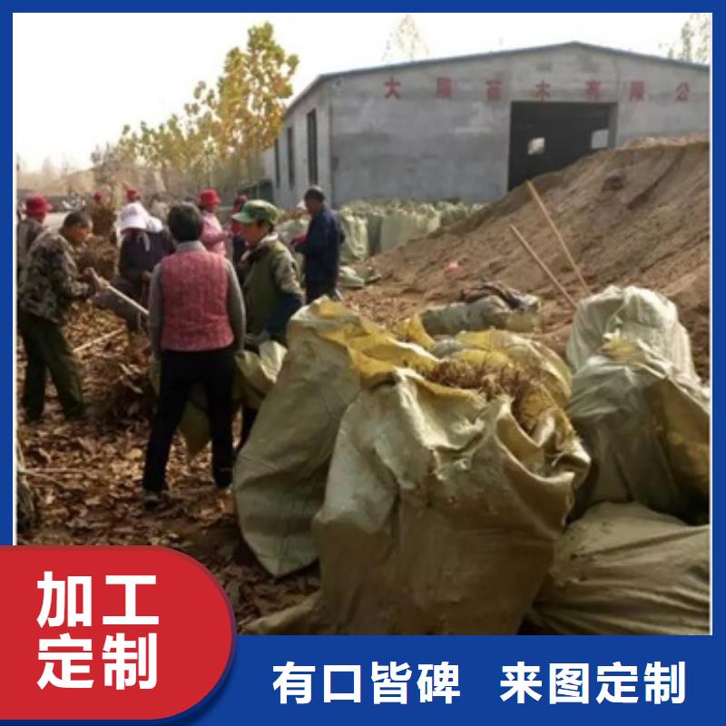 贵阳板栗苗,花椒苗源头实体厂商