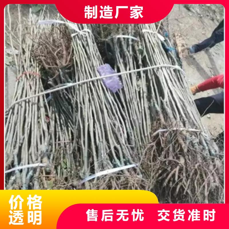 板栗苗打造行业品质同城厂家