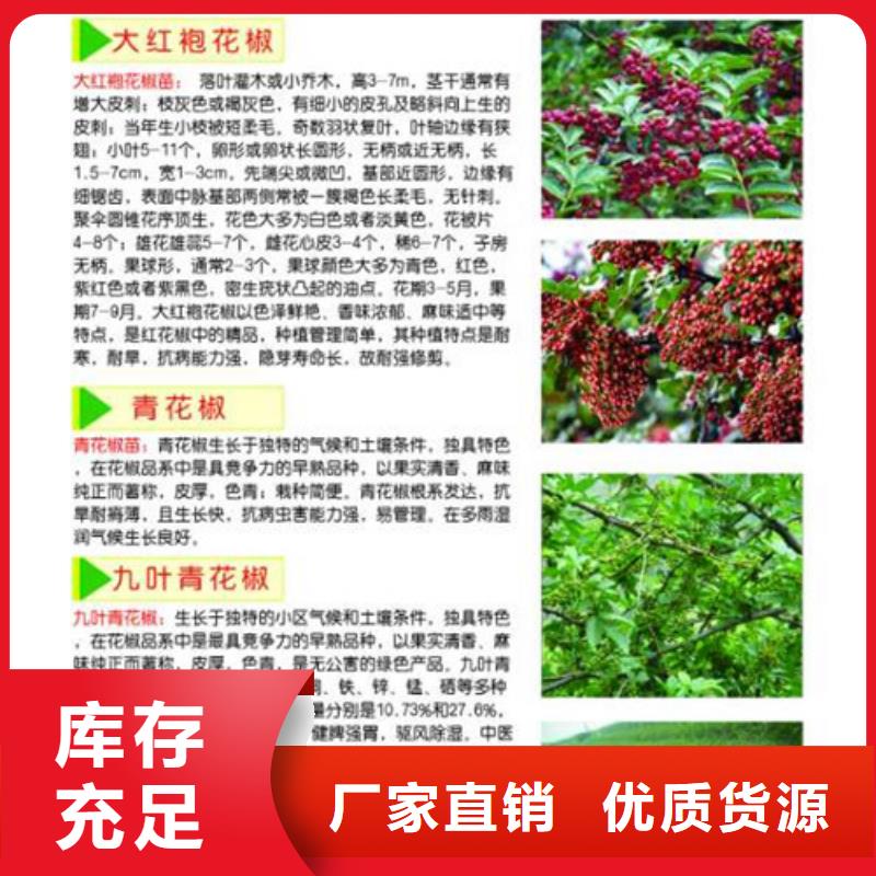 花椒苗,【苹果苗】就近发货用品质说话