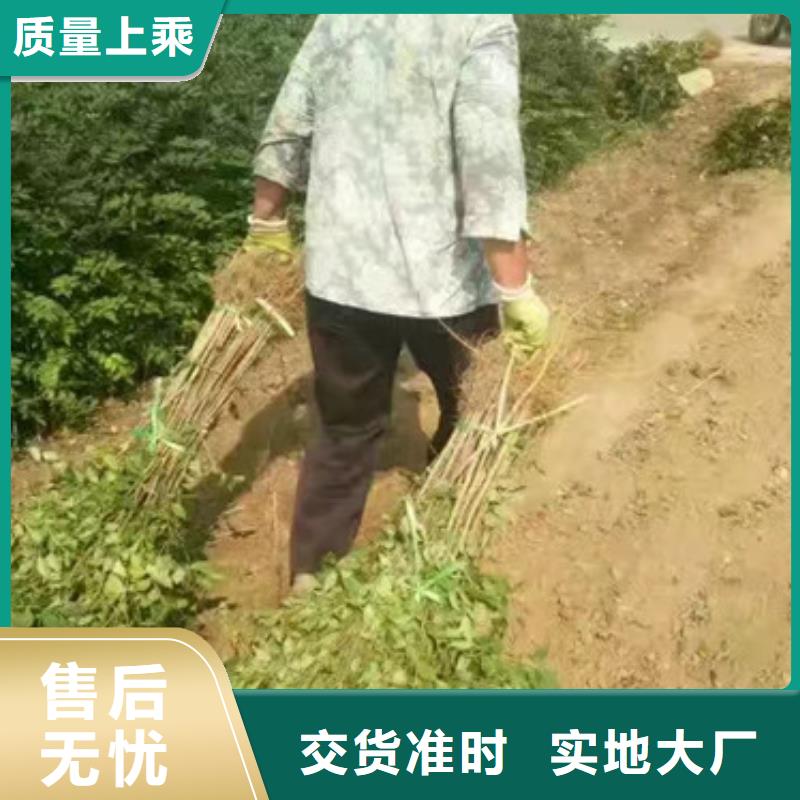 安康花椒苗_板栗苗用心服务