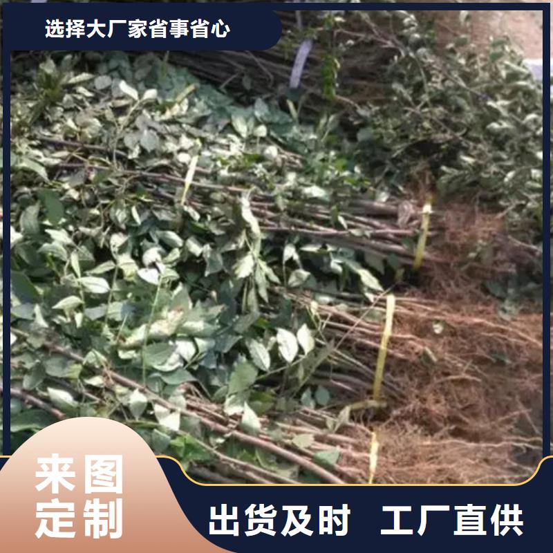  花椒苗价格透明周边货源