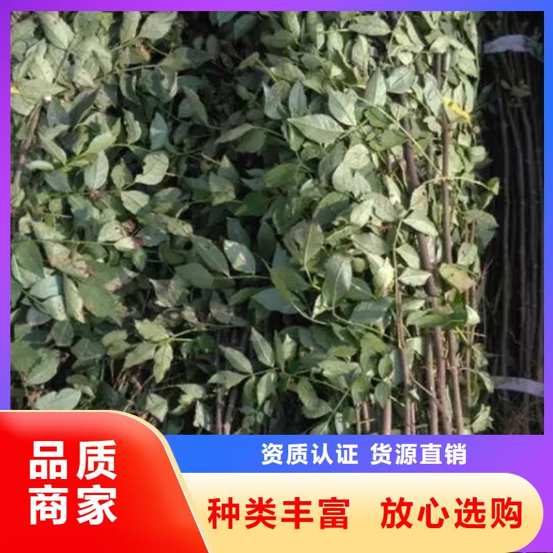 榆林 花椒苗重信誉厂家