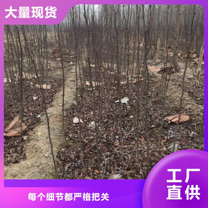 花椒苗蓝莓苗专业品质海量货源