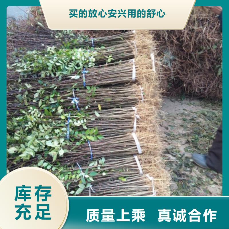 【花椒苗,梨树苗从厂家买售后有保障】辖区内生产商