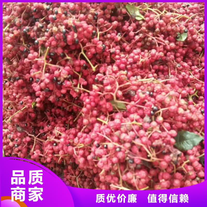 【花椒苗蓝莓苗定制批发】源头工厂