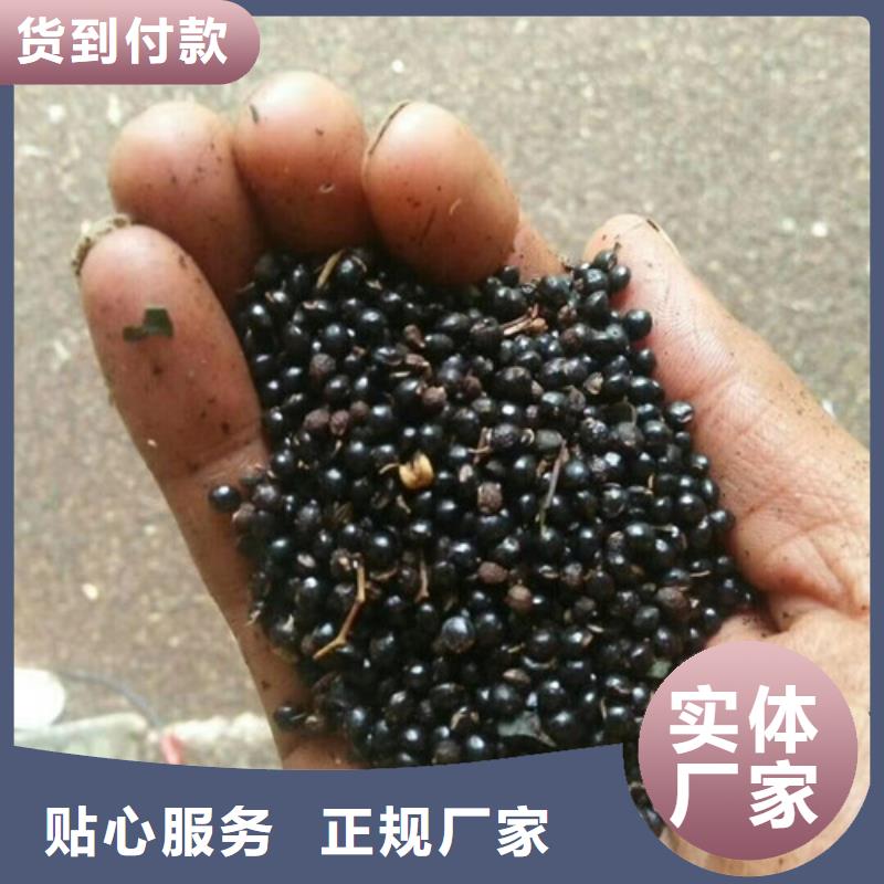 花椒苗山楂苗畅销本地我们更专业