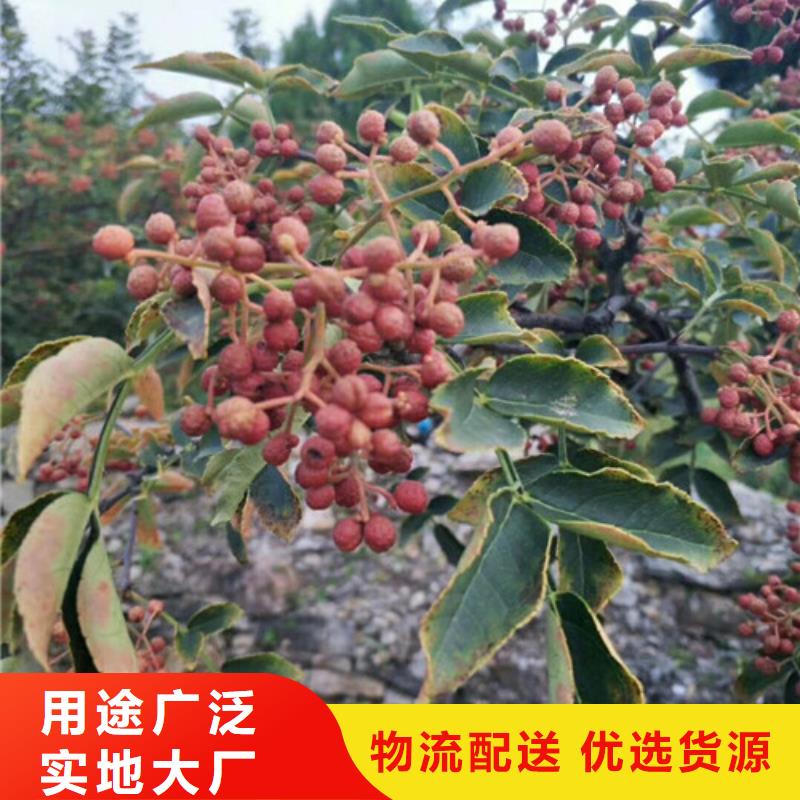 花椒苗桃树苗精选优质材料24小时下单发货