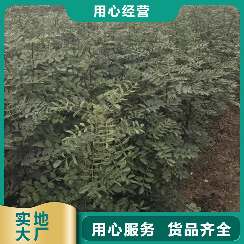 花椒苗-核桃苗支持定制加工价格透明