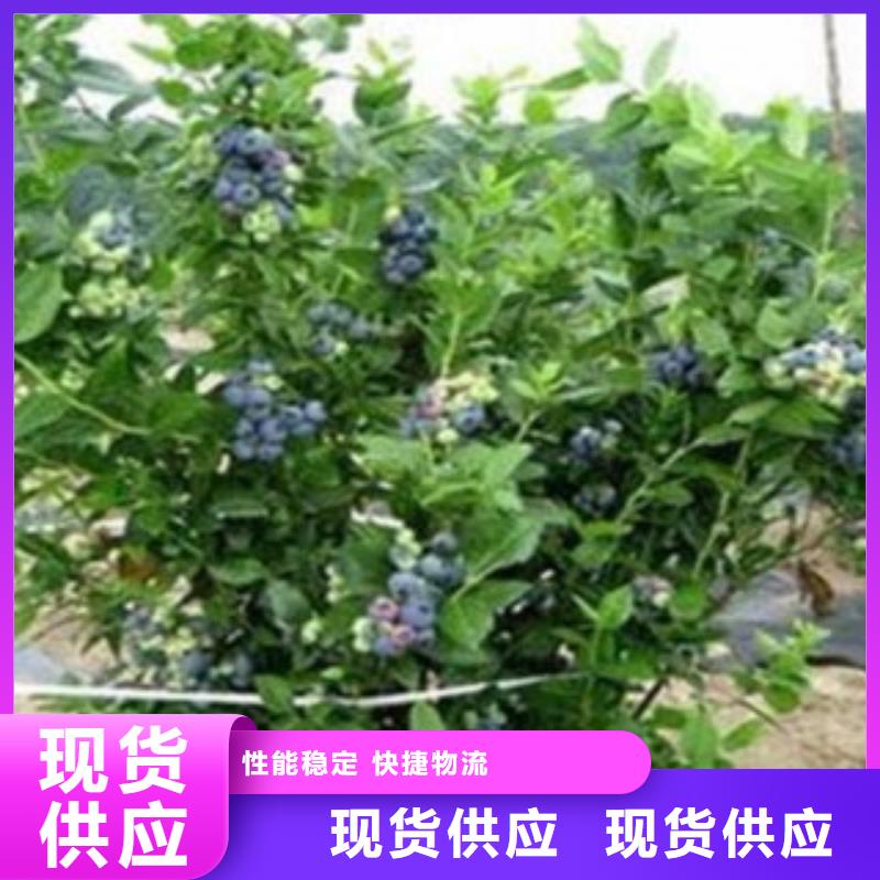 【蓝莓苗花椒苗大库存无缺货危机】优势