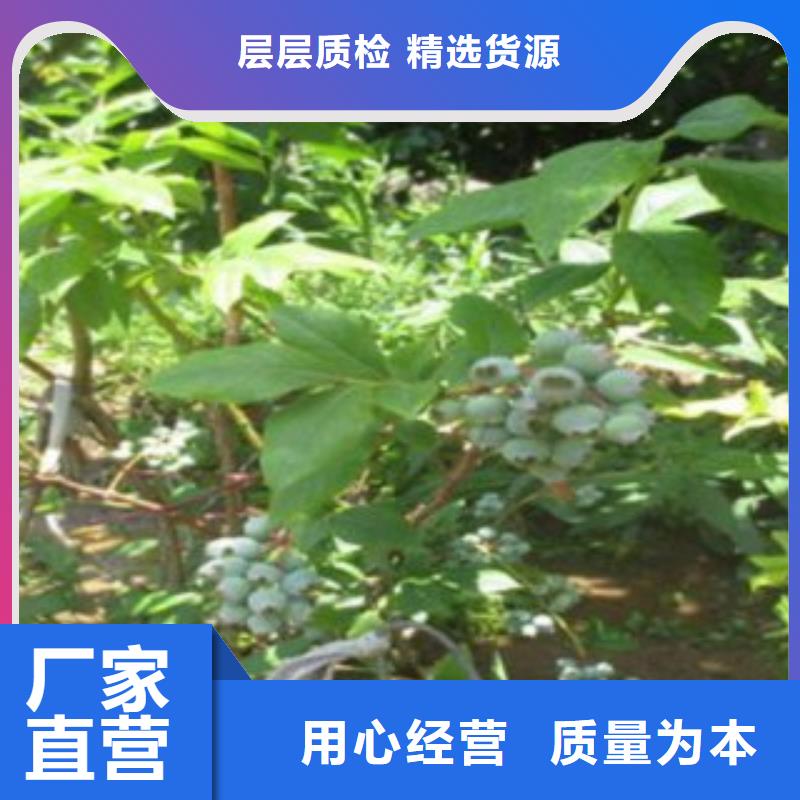 蓝莓苗-花椒苗好品质经得住考验源厂定制