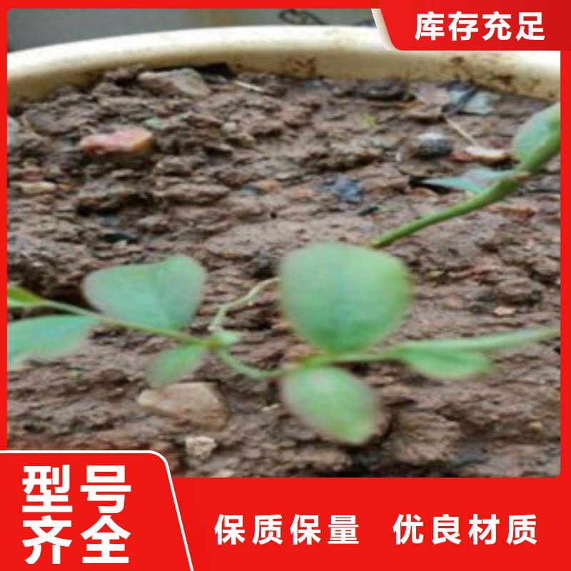 蓝莓苗【梨树苗】物美价优多年行业积累