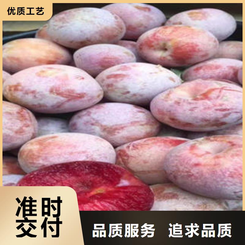 兴安李子苗山楂苗放心得选择