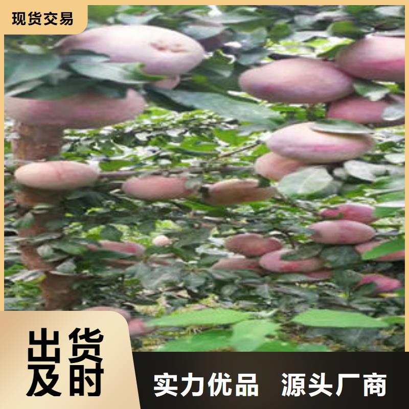 李子苗蓝莓苗正规厂家同城区域生产厂家