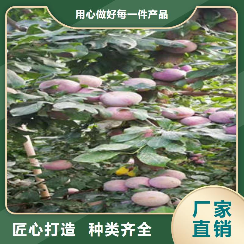 李子苗_花椒苗欢迎新老客户垂询好品质用的放心