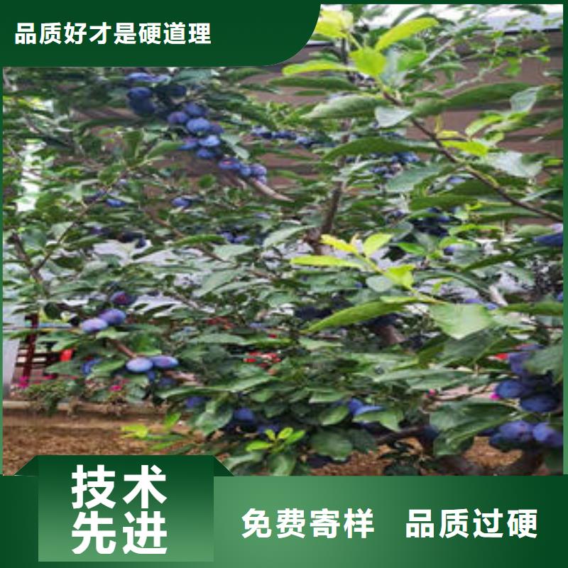 李子苗-梨树苗现货齐全售后无忧可定制有保障