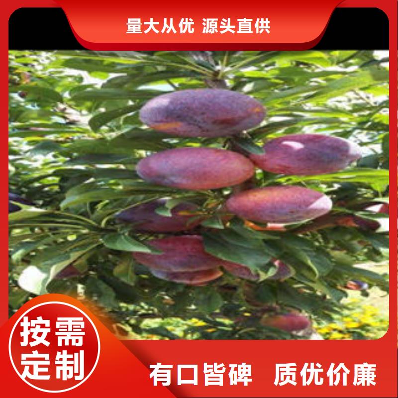 【李子苗】,梨树苗信誉至上工厂自营