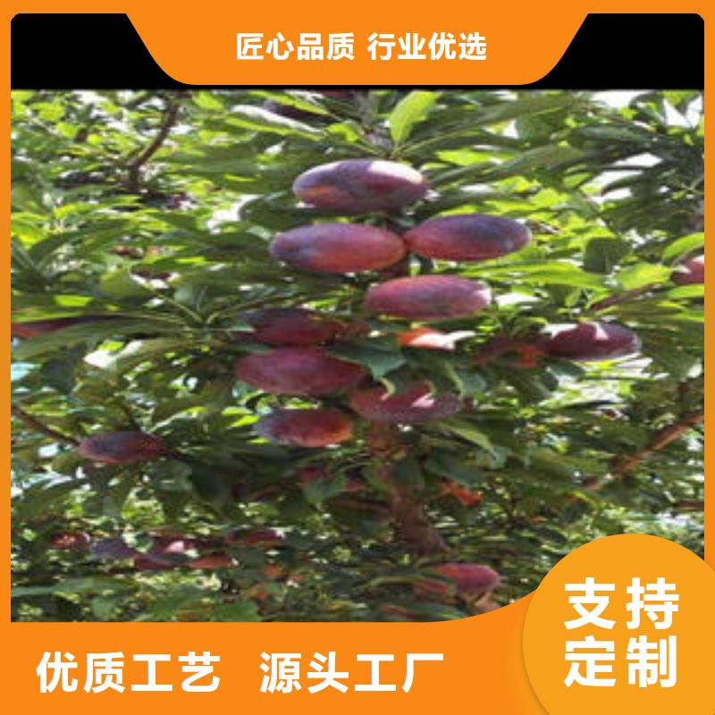 李子苗梨树苗细节决定成败实力派厂家