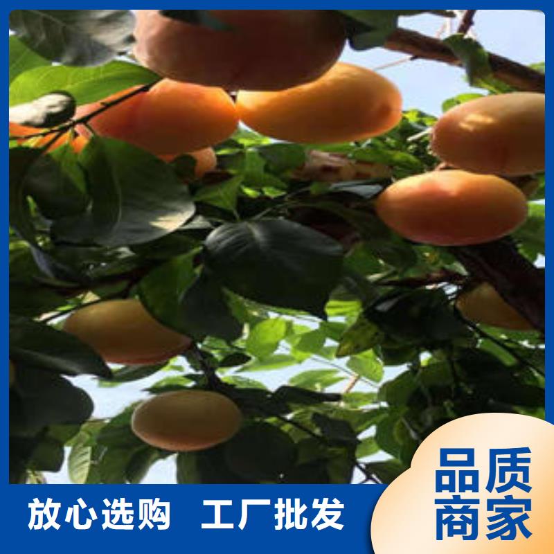 ​李子苗,花椒苗物流配送大量现货供应