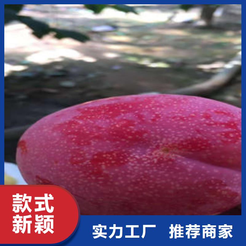 李子苗-桃树苗快捷的物流配送源头厂家经验丰富