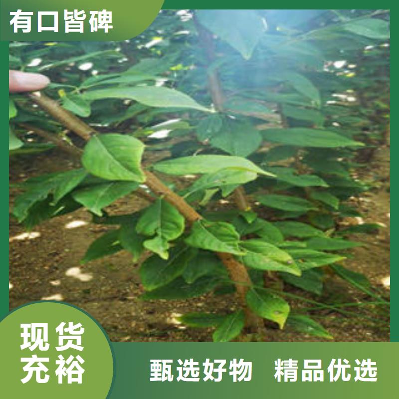 武汉李子苗板栗苗库存充足