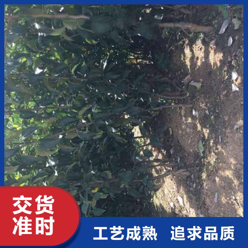 苹果苗梨树苗多年行业积累当地供应商