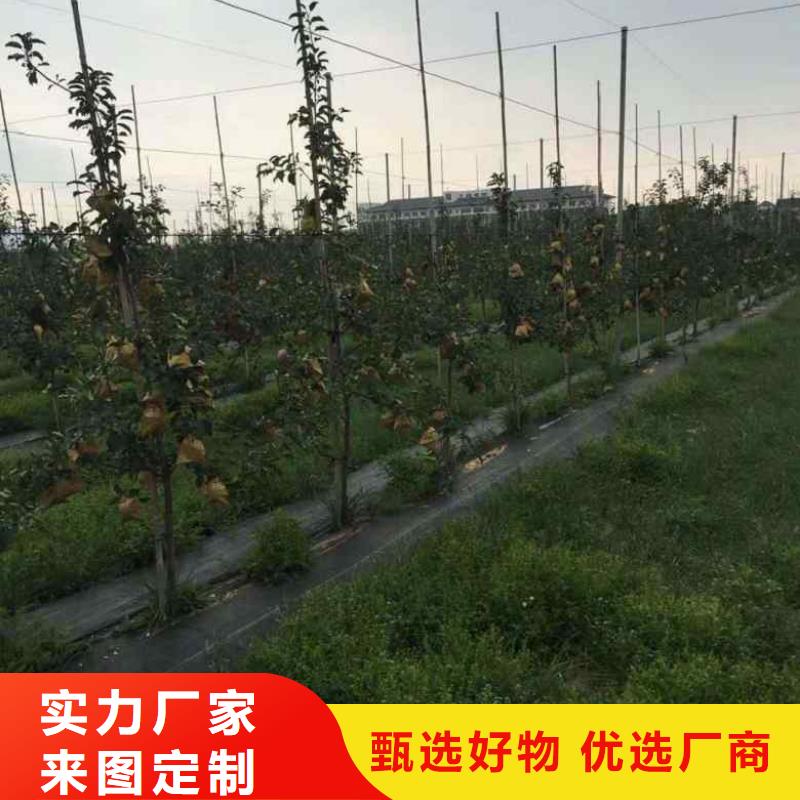 苹果苗蓝莓苗同行低价当地货源