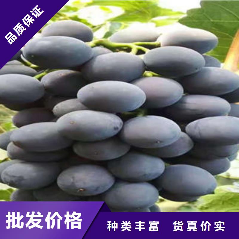 葡萄苗梨树苗做工细致周边经销商