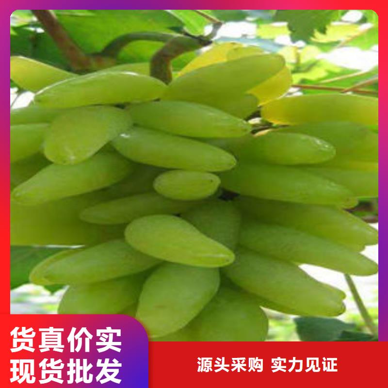 葡萄苗蓝莓苗质检合格发货现货供应