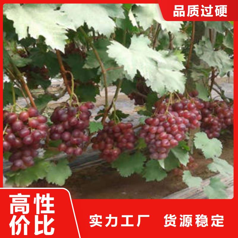 【呼伦贝尔葡萄苗板栗苗买的放心】