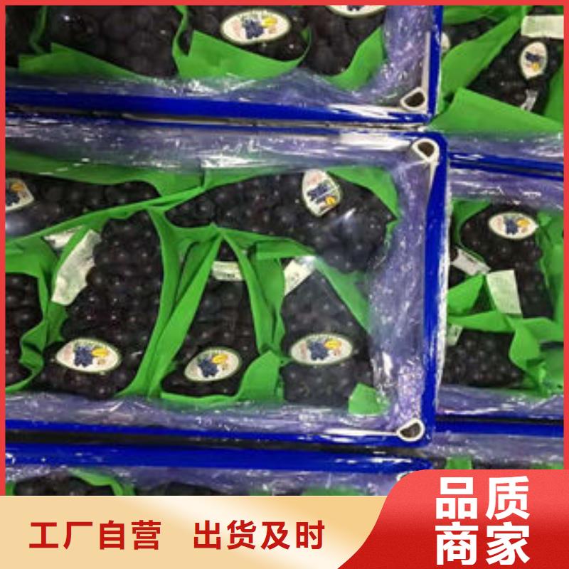 葡萄苗李子苗工程施工案例我们更专业