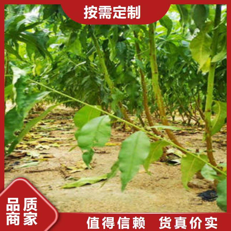 葡萄苗苹果苗优势24小时下单发货