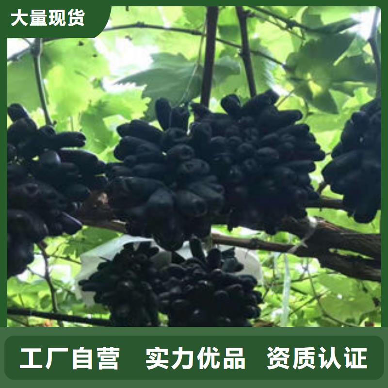 葡萄苗梨树苗精益求精质优价保