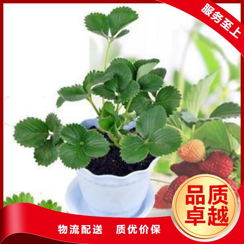 毕节草莓苗-核桃苗诚信可靠