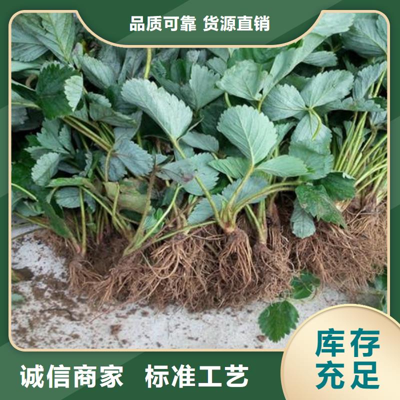 草莓苗板栗苗适用范围广当地生产商