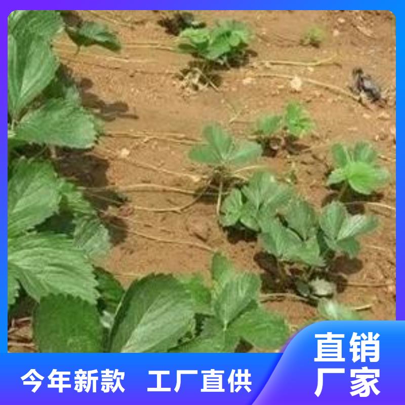 草莓苗桃树苗经久耐用品质值得信赖