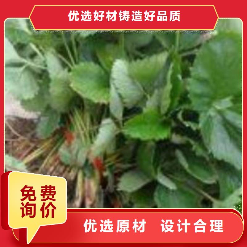 武汉草莓苗花椒苗用好材做好产品