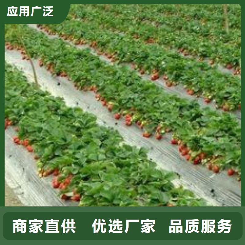 【草莓苗桃树苗优选厂家】海量现货直销