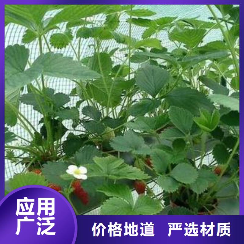 草莓苗,板栗苗从厂家买售后有保障好品质用的放心