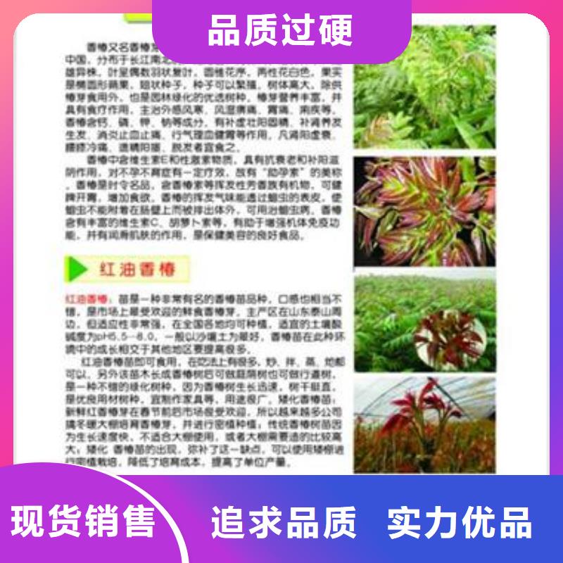 香椿苗-花椒苗材质实在海量现货