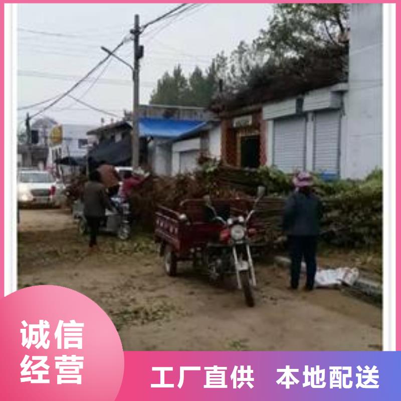 香椿苗李子苗货品齐全同城货源