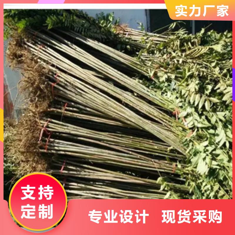 林芝香椿苗-梨树苗质优价廉