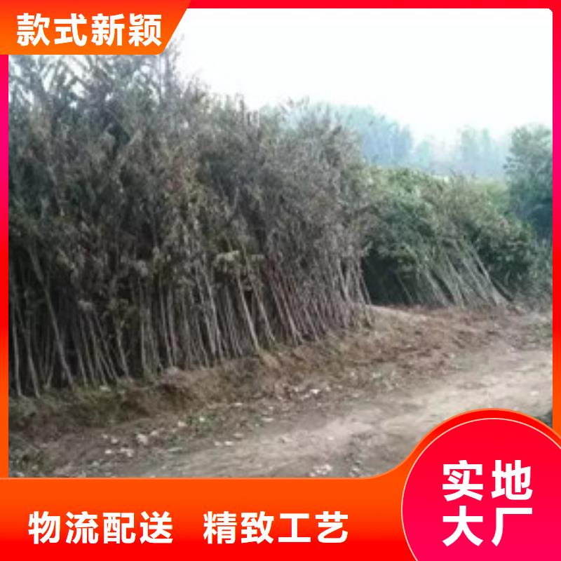 香椿苗梨树苗好品质售后无忧附近厂家