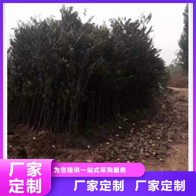 香椿苗_苹果苗专业生产制造厂放心购